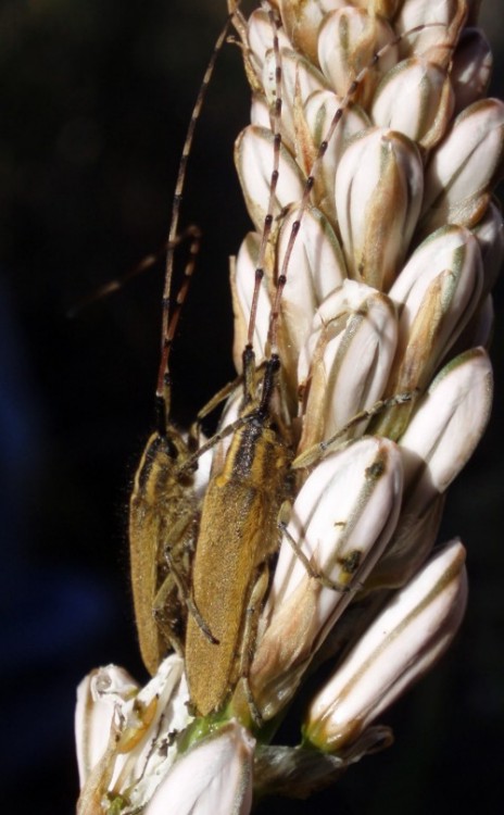 Spagna: La regione  de Monegros, paradiso entomologico